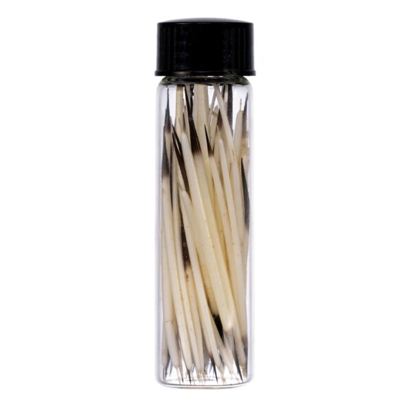 Real American Porcupine Quills – Extra Small