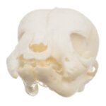 Real Domestic Dog Skull – Infant
