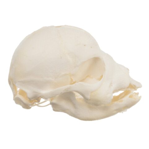 Real Domestic Dog Skull - Infant