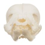 Real Domestic Dog Skull – Infant