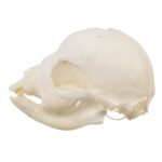 Real Domestic Dog Skull – Infant