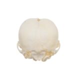 Real Domestic Dog Skull – Infant