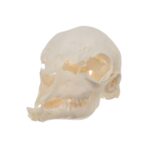 Real Domestic Goat Skull – Fetal