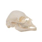 Real Domestic Goat Skull – Fetal
