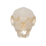Real Domestic Goat Skull – Fetal