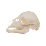 Real Domestic Goat Skull – Fetal