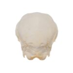 Real Domestic Goat Skull – Fetal