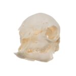 Real Domestic Goat Skull – Fetal
