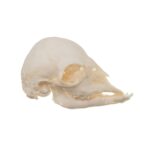 Real Domestic Goat Skull – Fetal