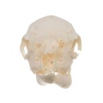 Real Domestic Goat Skull – Fetal