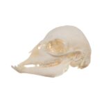 Real Domestic Goat Skull – Fetal
