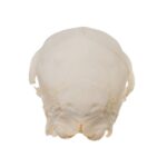Real Domestic Goat Skull – Fetal