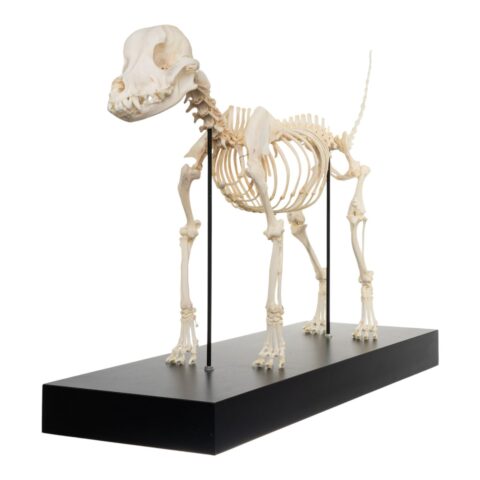 Real Domestic Dog Skeleton by Skulls Unlimited