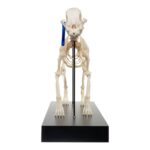 Real Domestic Dog Skeleton by Skulls Unlimited