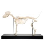 Real Domestic Dog Skeleton by Skulls Unlimited