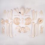 Real Human Skeleton – Custom Disarticulated
