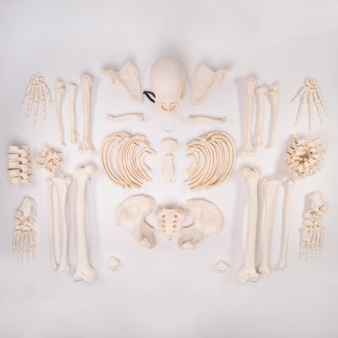 Real Human Skeleton - Custom Disarticulated
