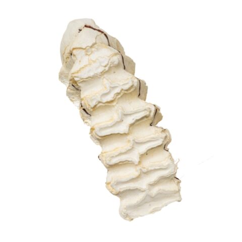 Replica African Elephant Tooth - 510.008 g