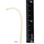 Real Raccoon Baculum
