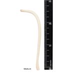 Real Raccoon Baculum