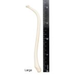 Real Raccoon Baculum