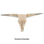 Real Longhorn Skull – Economy Quality