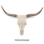 Real Longhorn Skull – Preferred Quality