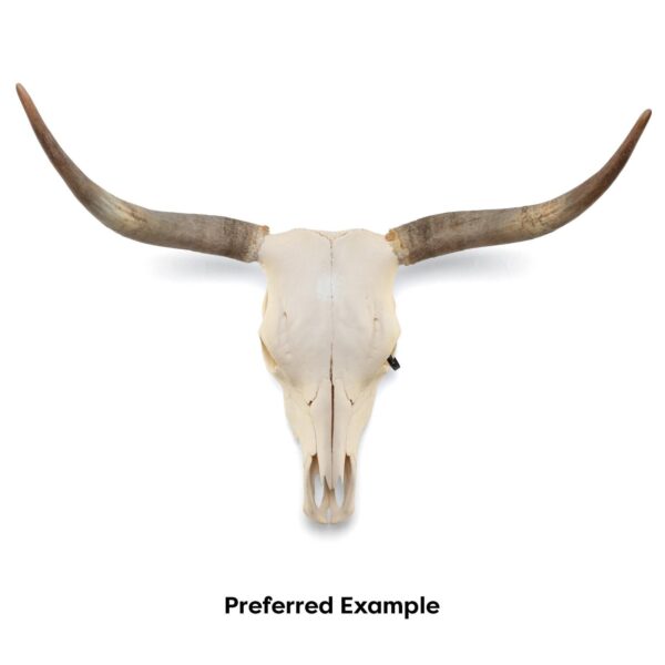 Real Longhorn Skull – Preferred Quality