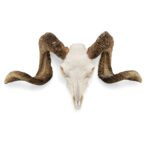 Real Domestic Ram Skull – Standard