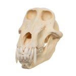 Real Chacma Baboon Skull – Male