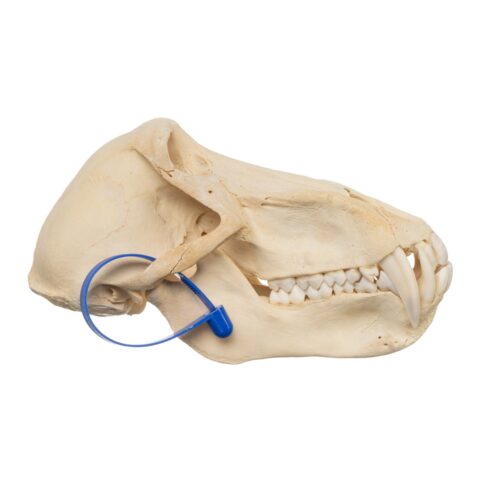 Real Chacma Baboon Skull - Male