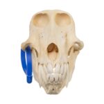 Real Chacma Baboon Skull – Male