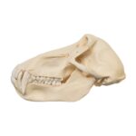 Real Chacma Baboon Skull – Male