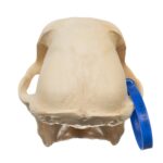 Real Chacma Baboon Skull – Male