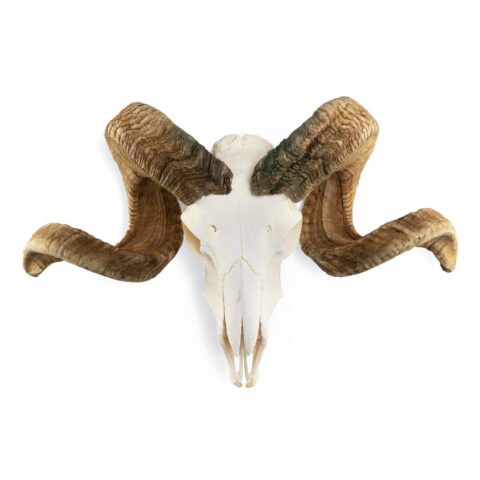 Real Merino Ram Skull - Premium