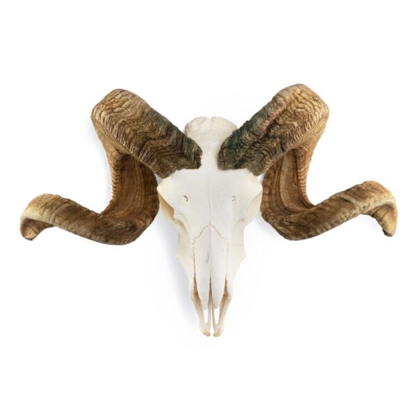 Real Merino Ram Skull – Premium