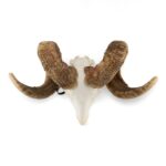 Real Merino Ram Skull – Premium