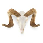 Real Domestic Ram Skull – Standard