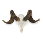 Real Merino Ram Skull – Premium