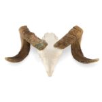 Real Domestic Ram Skull – Standard