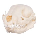 Real Raccoon Skull – Adolescent