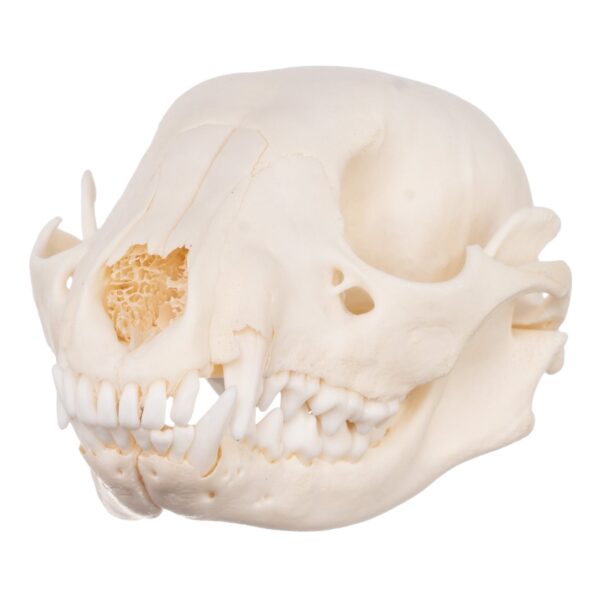Real Raccoon Skull – Adolescent