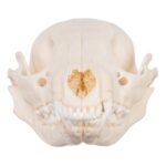 Real Raccoon Skull – Adolescent