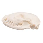 Real Raccoon Skull – Adolescent