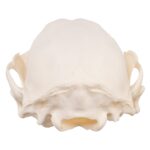 Real Raccoon Skull – Adolescent