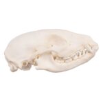 Real Raccoon Skull – Adolescent