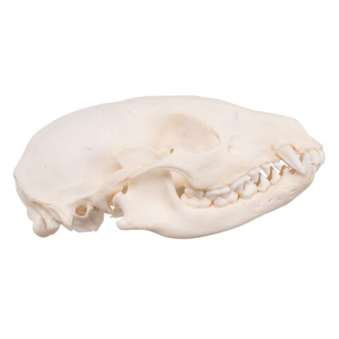 Real Raccoon Skull - Adolescent