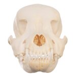 Real Domestic Dog Skull – Schnauzer Puppy