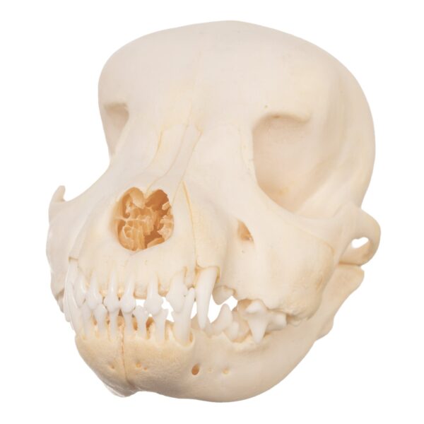 Real Domestic Dog Skull – Schnauzer Puppy