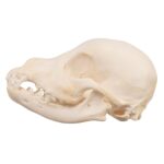 Real Domestic Dog Skull – Schnauzer Puppy